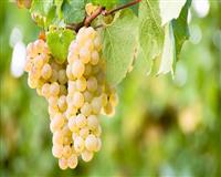 Tìm hiểu về giống nho Sauvignon Blanc để sản xuất rượu